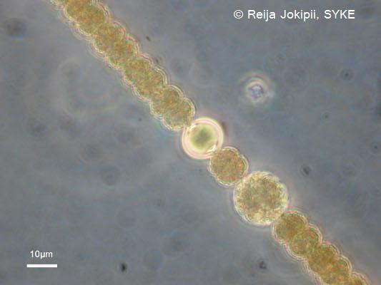 Kestvity Lugolin liuoksella.