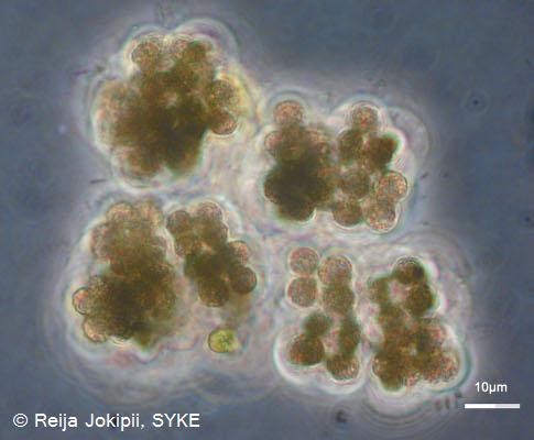 Kestvity Lugolin liuoksella.