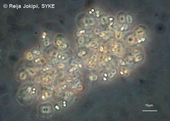 Kestvity Lugolin liuoksella.